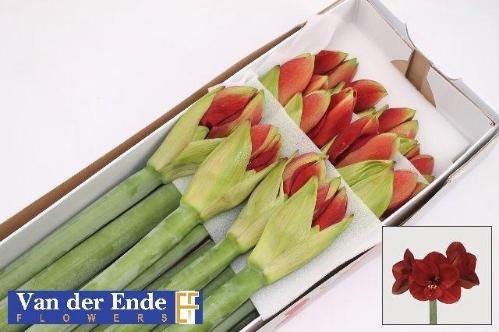 Hippeastrum Galaxy Grp 'Ferrari'