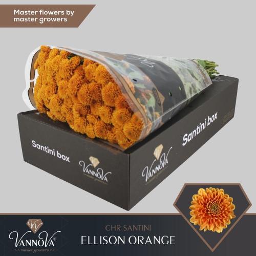 Chrysanthemum (Indicum Grp) tros santini Ellison Orange