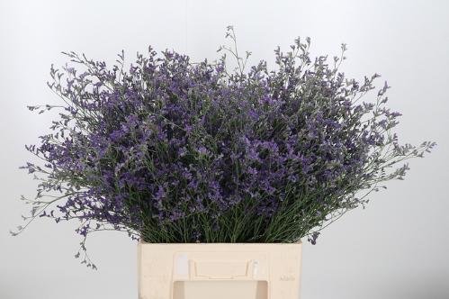 Limonium sinuatum overig paars