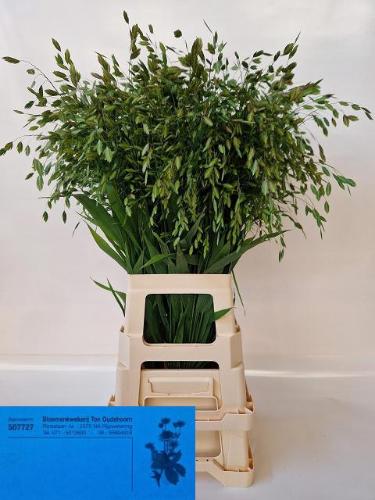Chasmanthium latifolium