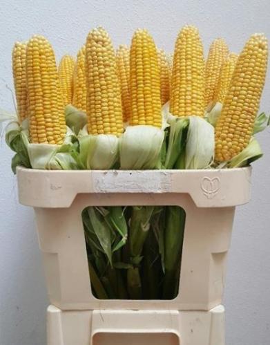 Siervruchten per tak Zea mays