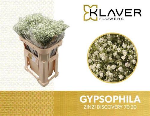 Gypsophila paniculata Zinzi Discovery