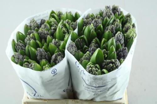 Hyacinthus orientalis 'Minos'