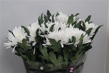 Chrysanthemum (Indicum Grp) geplozen Topspin