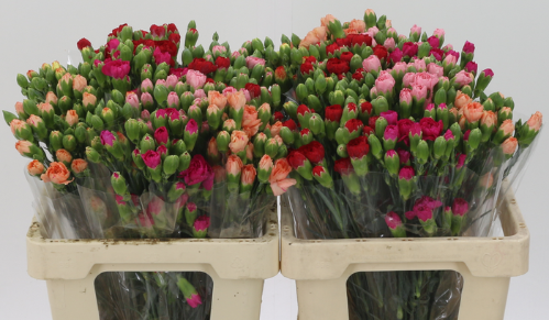 Dianthus tros gemengd in fust