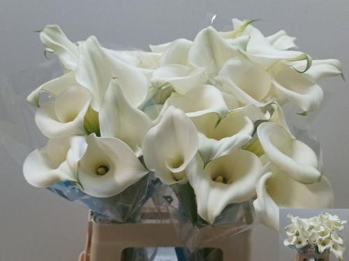 Zantedeschia Pure Art