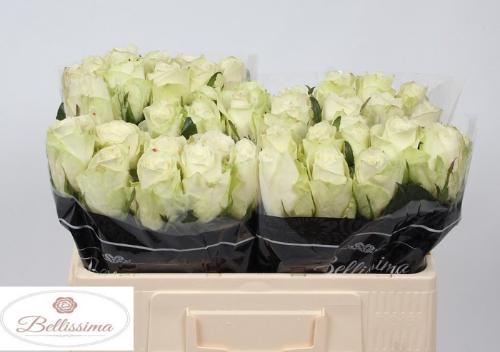 Rosa grootbloemig Athena