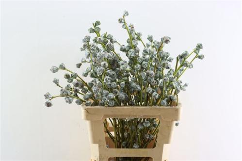 Eucalyptus per bos overig blad