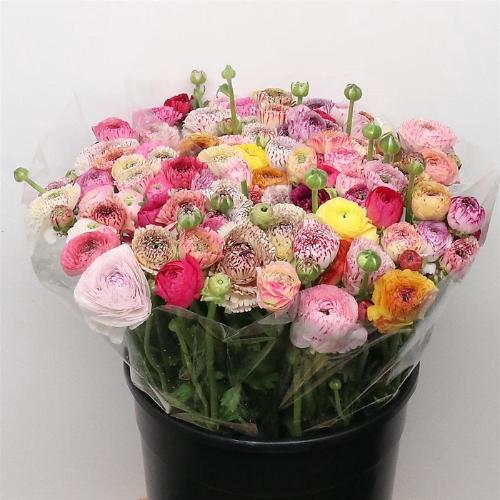 Ranunculus asiaticus Elegance Pastel Stripes gemengd in bos