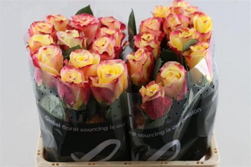 Rosa grootbloemig Optica Sunset