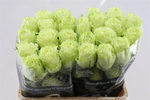 Rosa grootbloemig Lemonade
