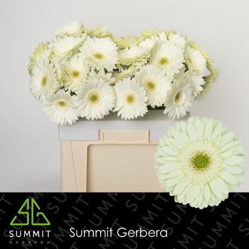 Gerbera grootbloemig Mint