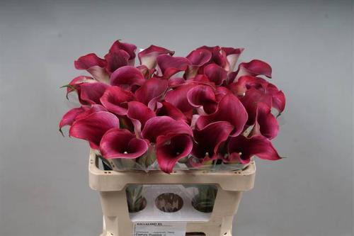 Zantedeschia 'Captain Promise'