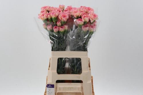 Dianthus standaard overig