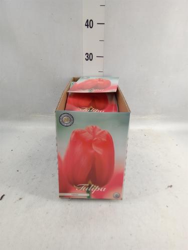 Tulipa (bol)