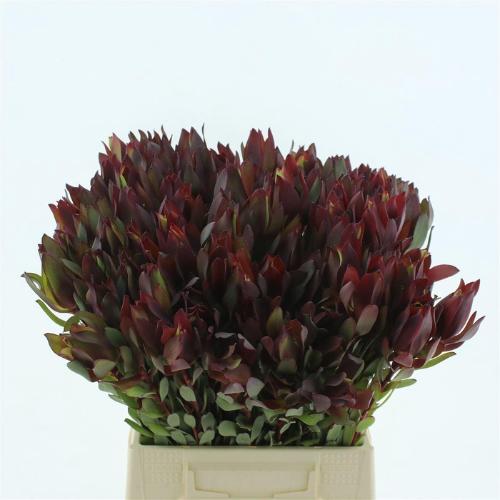 Leucadendron 'Safari Sunset'