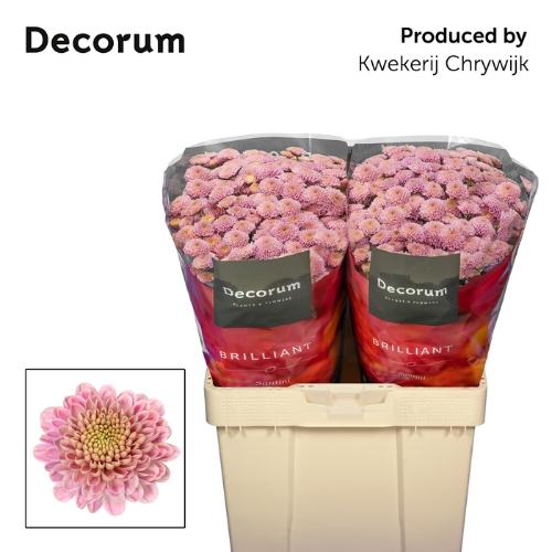 Chrysanthemum (Indicum Grp) tros santini Ellison Sweet