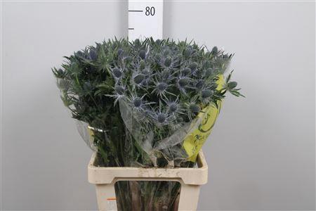 Eryngium Magical Blue Lagoon