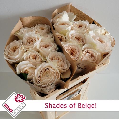 Rosa grootbloemig Shade of Beige!