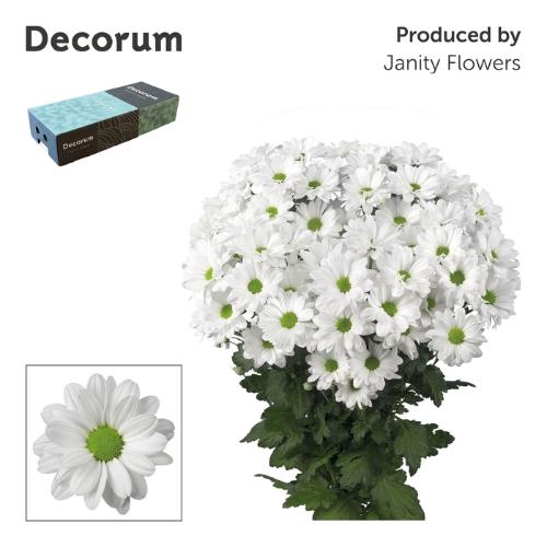 Chrysanthemum Indicum Grp tros Kennedy