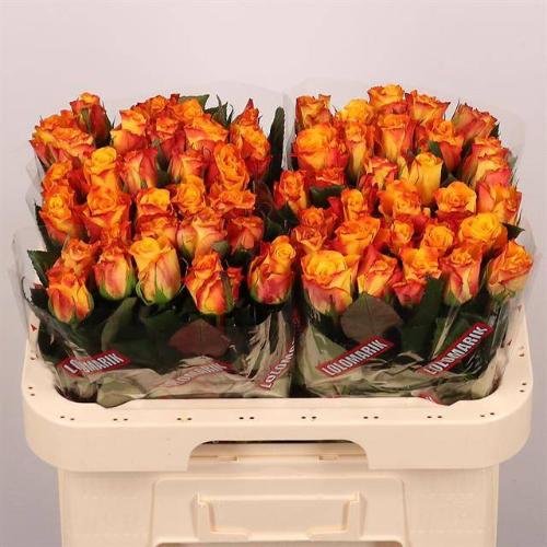 Rosa grootbloemig Marie-Claire!
