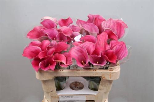 Zantedeschia 'Captain Romance'