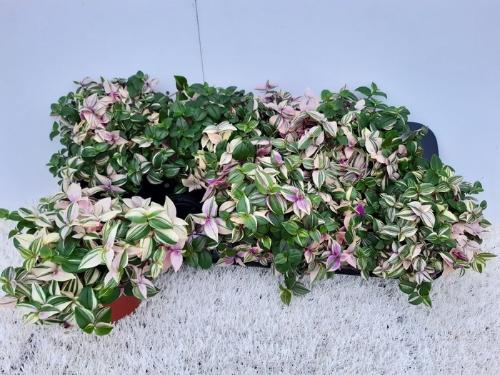 Rosa grootbloemig Madelon