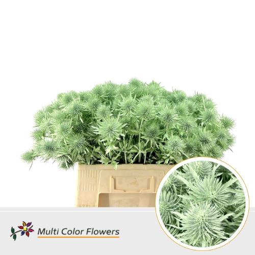 Eryngium alpinum kleurbehandeld H%