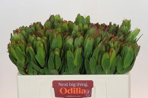 Leucadendron 'Safari Goldstrike'