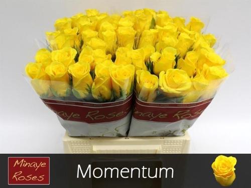 Rosa grootbloemig Momentum+