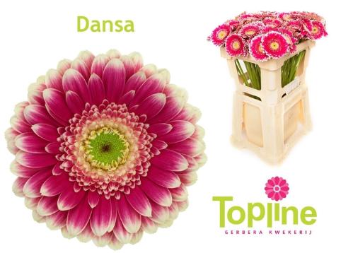 Gerbera mini Dansa