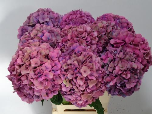 Hydrangea macrophylla Royal Venice (classic)