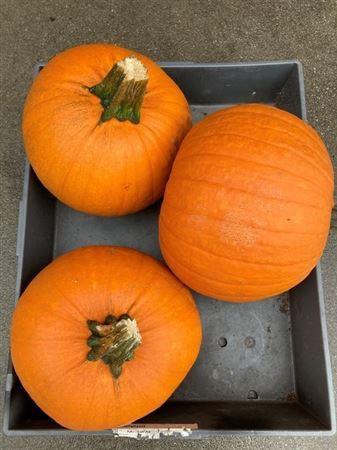 Siervruchten per stuk Cucurbita maxima 'Halloween'