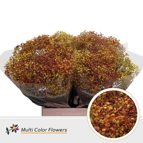 Gypsophila overig kleurbehandeld H%
