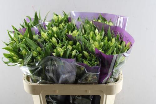 Alstroemeria Annabelle