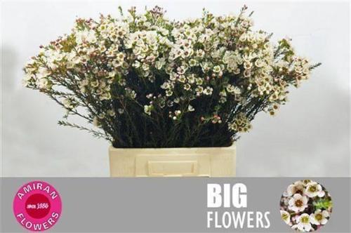 Chamelaucium uncinatum 'Snow Dream'