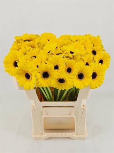 Gerbera mini Sunshine