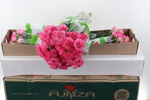 Dianthus standaard Tonic Golem