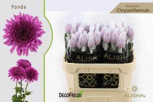 Chrysanthemum (Indicum Grp) geplozen Fonda