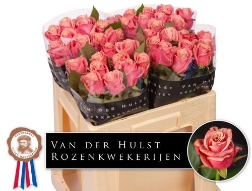 Rosa grootbloemig Adele