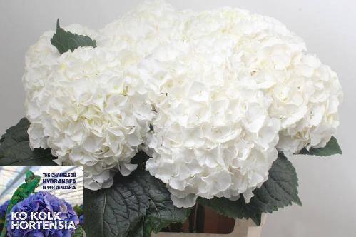 Hydrangea macrophylla Allure