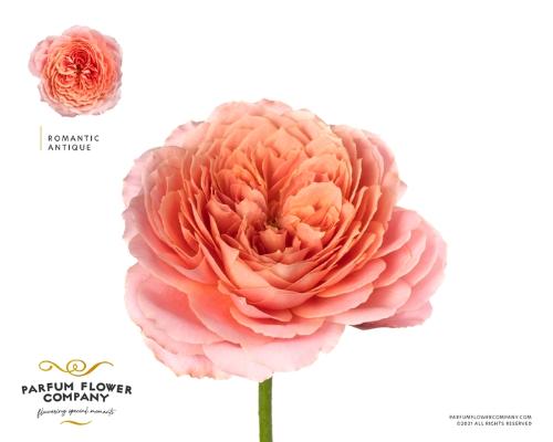 Rosa tros Romantic Antike Freelander