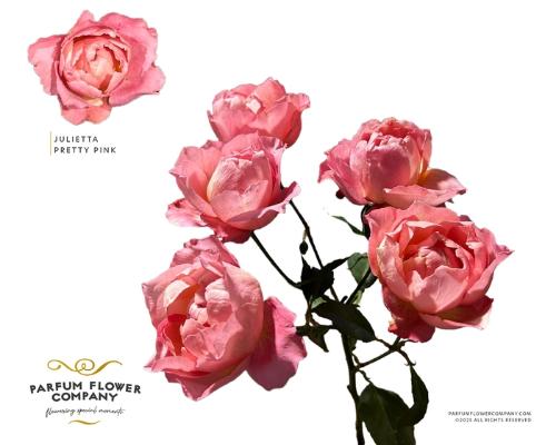 Rosa tros overig