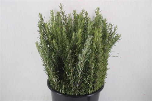 Rosmarinus officinalis