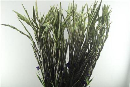 Gladiolus (Large-flowered Grp) 'Performer'