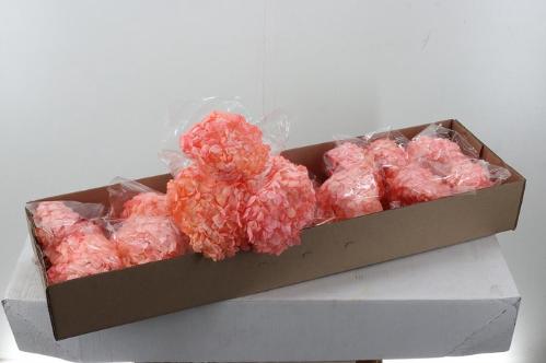 Hydrangea overig kleurbehandeld H%