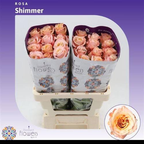 Rosa grootbloemig Shimmer