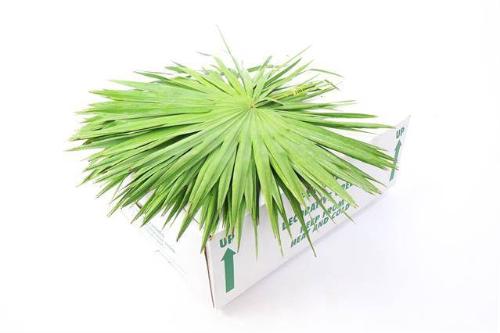 Palmblad