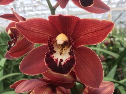 Cymbidium mini 'Valerie'