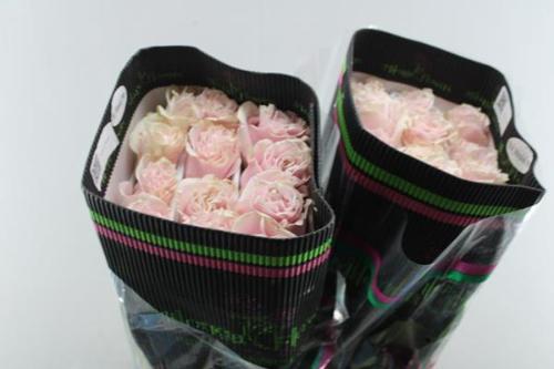 Rosa grootbloemig Pink Mondial